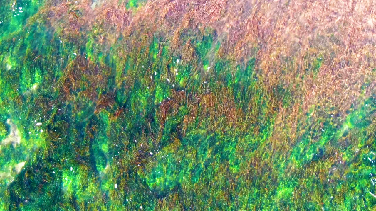 Brown seaweed covers more of the upper frame while green underwater vegetation remains visible below the clear water in La Bocana, with no visible people.