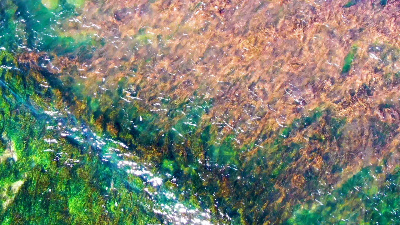 Close underwater view of green and brown seaweed in La Bocana, Baja California Sur, with bright ripples across the left side and no visible people.