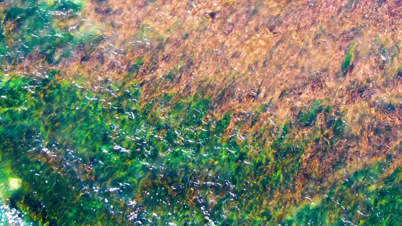 Underwater seaweed mat with green algae and brown strands.