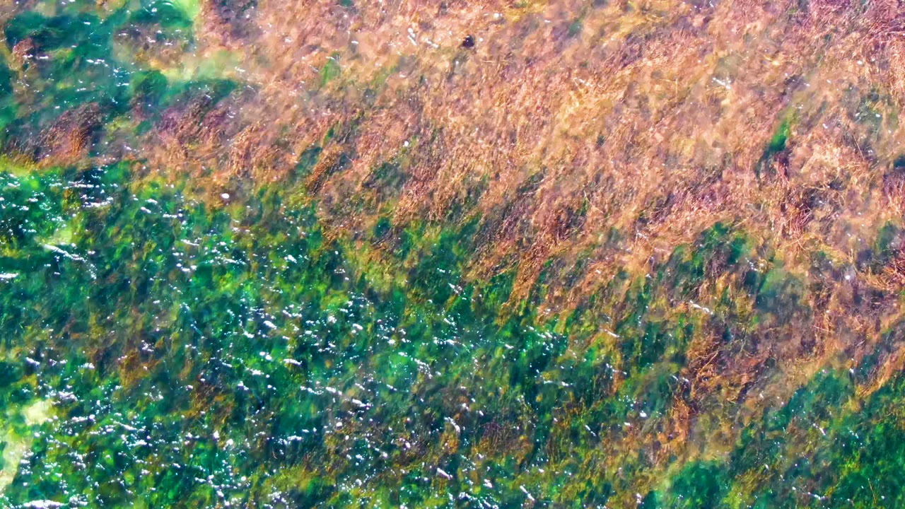 Underwater frame from La Bocana showing brown seaweed spread across the top and green plant growth below, with small light flecks and no visible people.