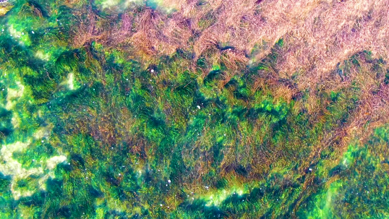 Top-down aerial frame over La Bocana water showing green and brown submerged seaweed with small white foam marks and no visible people.