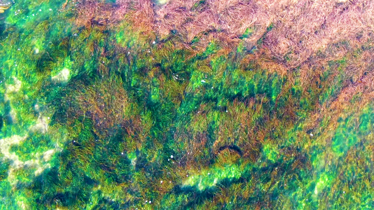 Dense seaweed pattern under clear green coastal water.