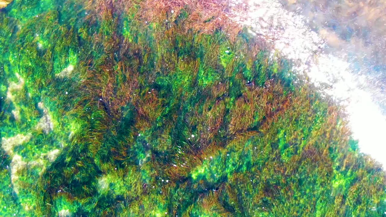Top-down La Bocana frame where a bright white surf line enters along the right edge over green and brown submerged seaweed, with no visible people.