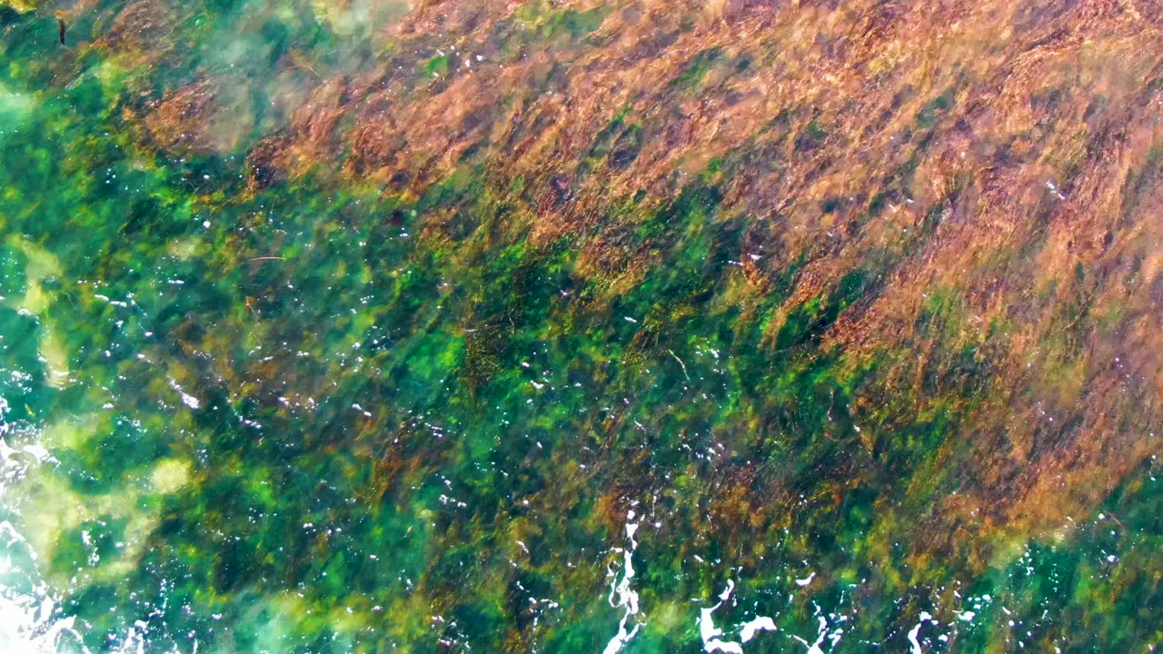 Top-down view of green and brown algae spread across shallow ocean water in La Bocana, Baja California Sur, with no visible people.