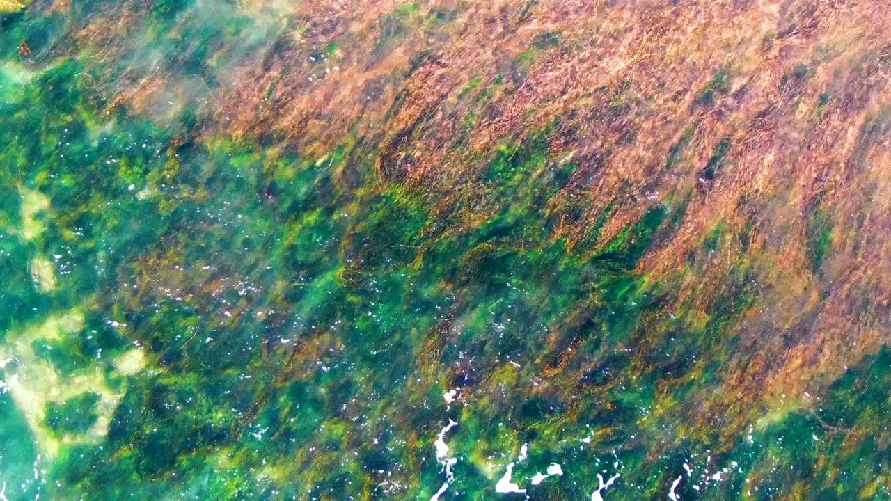 Algae patches and bright green water seen from above
