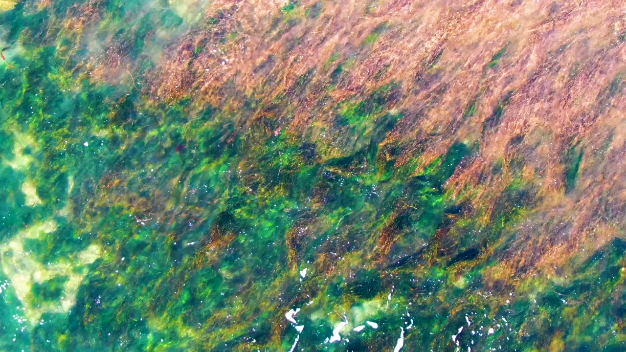 Overhead frame showing denser brown seaweed crossing the upper part of green coastal water in La Bocana, with no visible people.