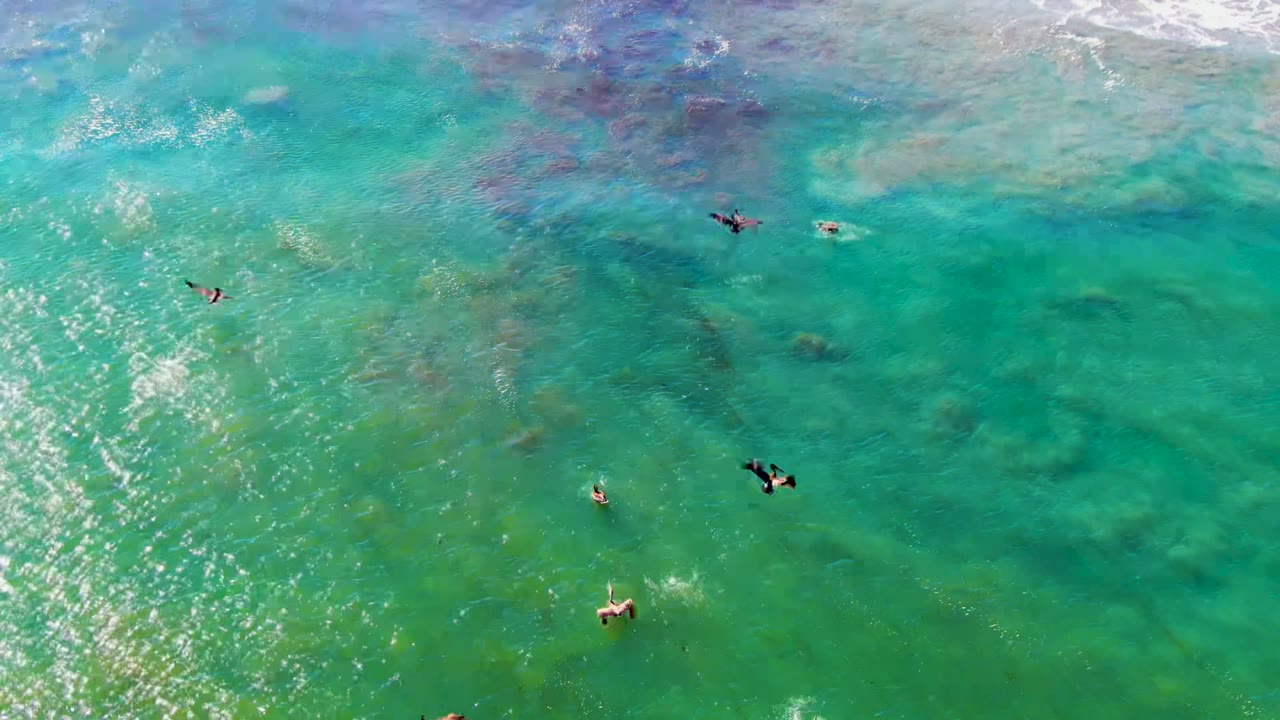 Overhead view in La Bocana, Baja California Sur with frigatebirds flying above clear turquoise water, sun glitter, darker seabed patches, and small distant swimmers.