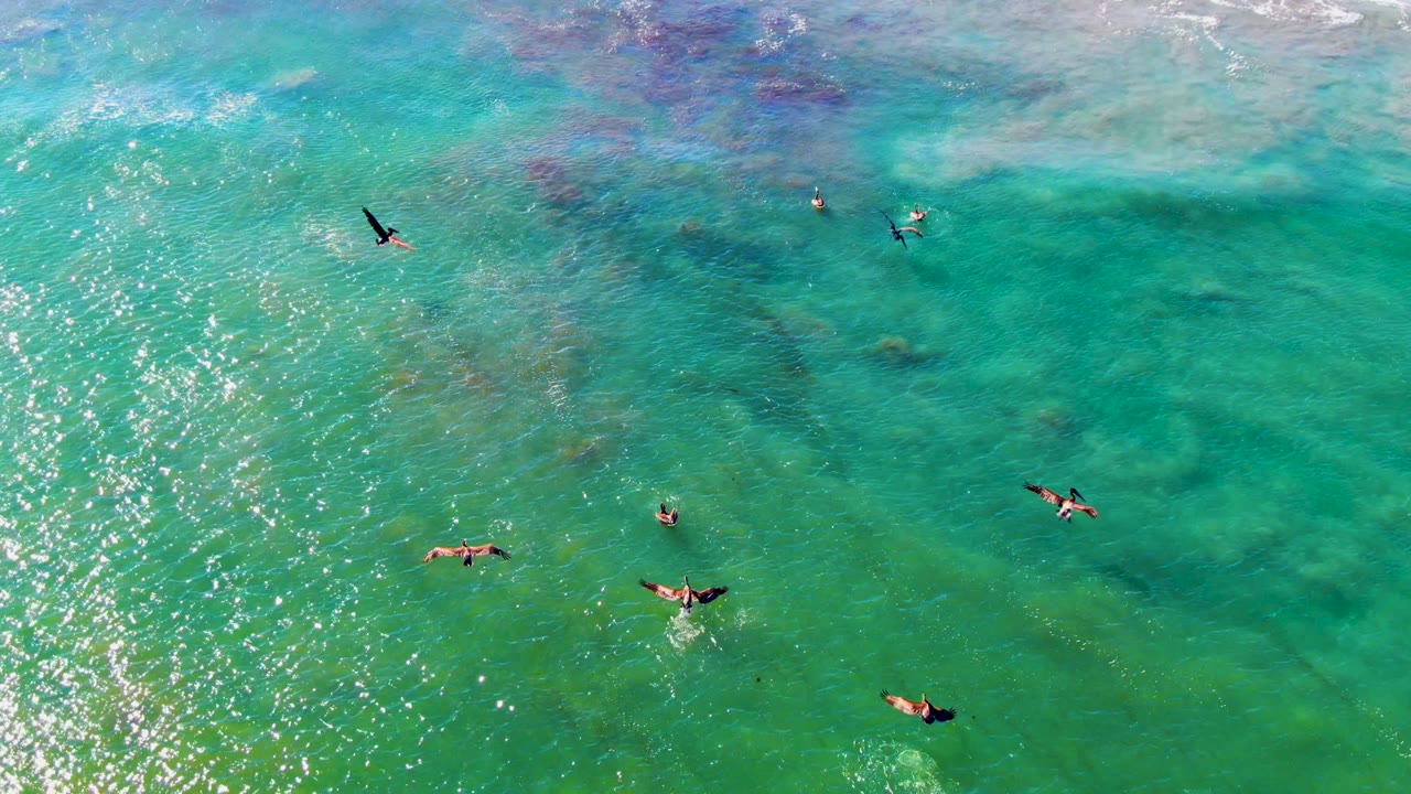 Frigatebirds crossing shallow green-blue ocean water