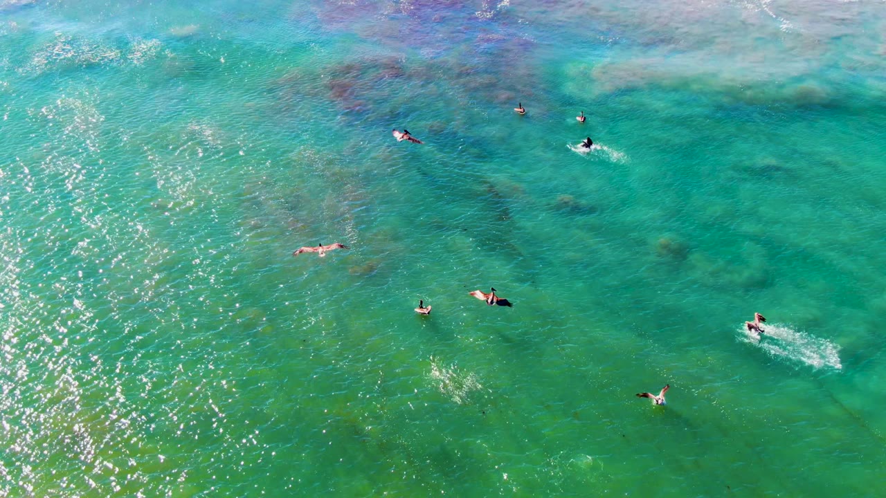 Overhead La Bocana view with frigatebirds spaced across turquoise water, bright vertical sun reflections, darker seabed areas, and small swimmers at frame edges.