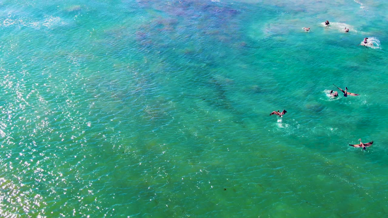 Overhead view of seabirds scattered across turquoise ocean water in La Bocana, Mexico, with sun glitter and no visible people.