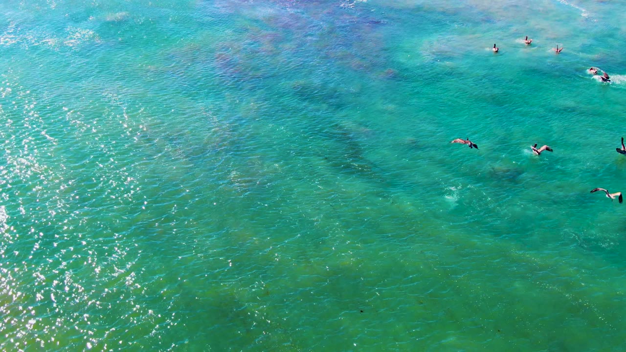 Small seabirds paddling over clear blue-green water