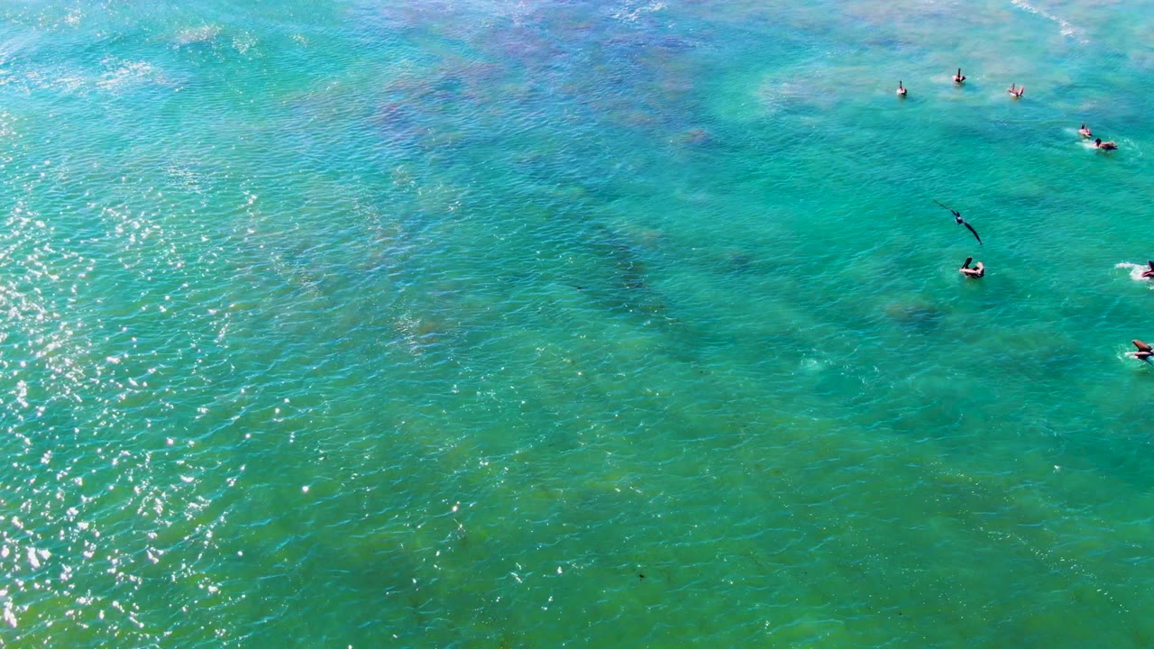 Overhead shot of seabirds spaced across rippled turquoise sea surface in La Bocana, Mexico, with a bright reflection band and no visible people.