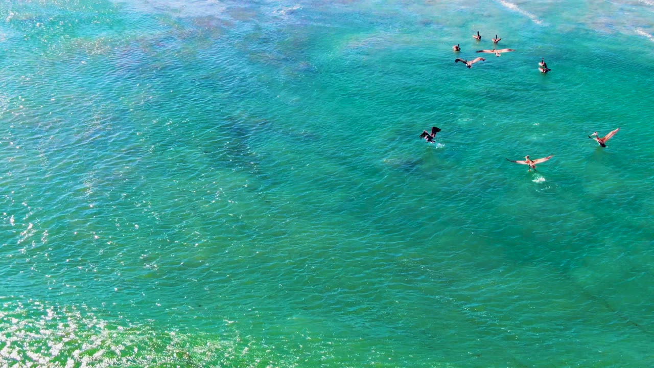 Several small birds fly over clear turquoise ocean at La Bocana, Baja California Sur, with a low green wave forming across the lower frame and no visible people.