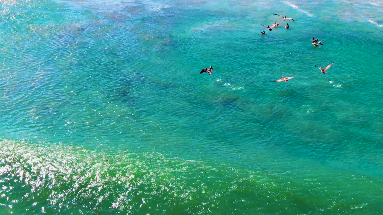 Scattered birds above bright turquoise water with surf texture