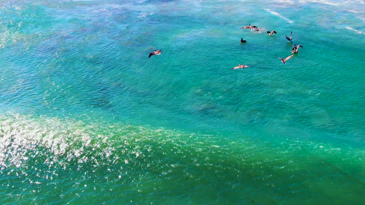 A loose flock crosses the upper half of the La Bocana ocean frame, with darker underwater patches, white foam trails, and a green wave band below, with no visible people.