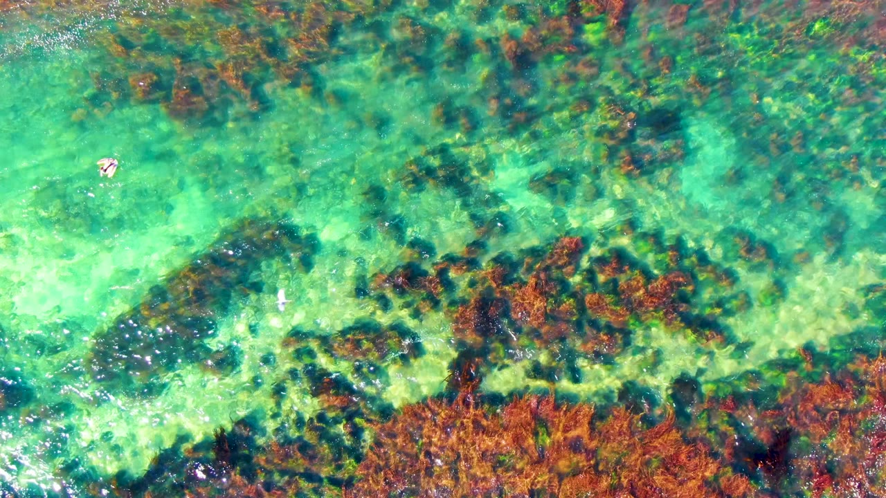 Overhead view in La Bocana, Baja California Sur, showing turquoise shallow water, brown seaweed beds, and a small swimmer near the upper left at the start of the clip.