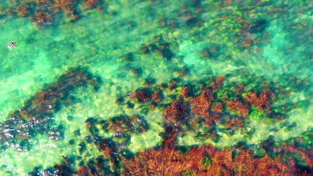 Top-down view over La Bocana shallow water, with denser brown seaweed across the lower frame and the swimmer small against the bright green-blue surface above.
