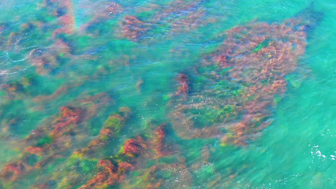 At La Bocana, Baja California Sur, dense red and green underwater seaweed sits beneath clear turquoise water, with only a faint surface reflection remaining and no visible people.
