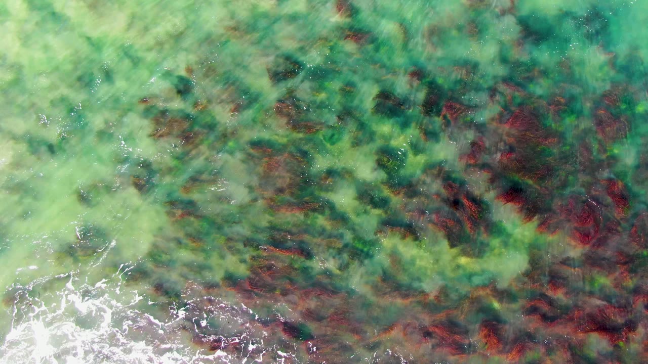 Top-down view of clear shallow water in La Bocana, Baja California Sur with green algae, reddish-brown seaweed, small bright glints, white foam along the lower edge, and no visible people.
