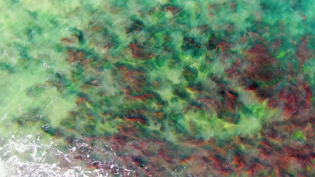 Green shallow water with dark seaweed streaks and a band of white foam near the bottom.