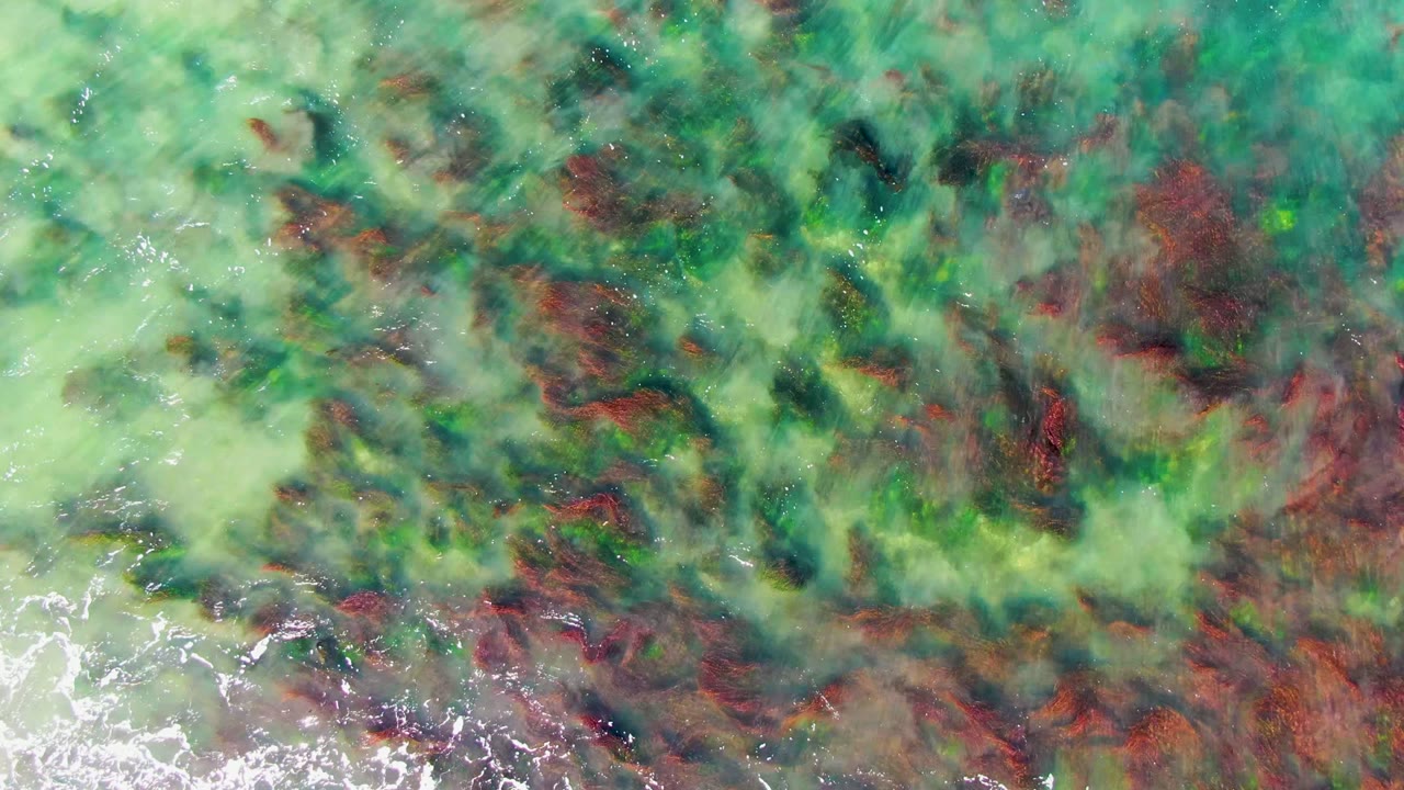 Top-down La Bocana shallow water frame with mottled green and teal water, red-brown algae concentrated through the middle, bright foam at the lower left edge, and no visible people.