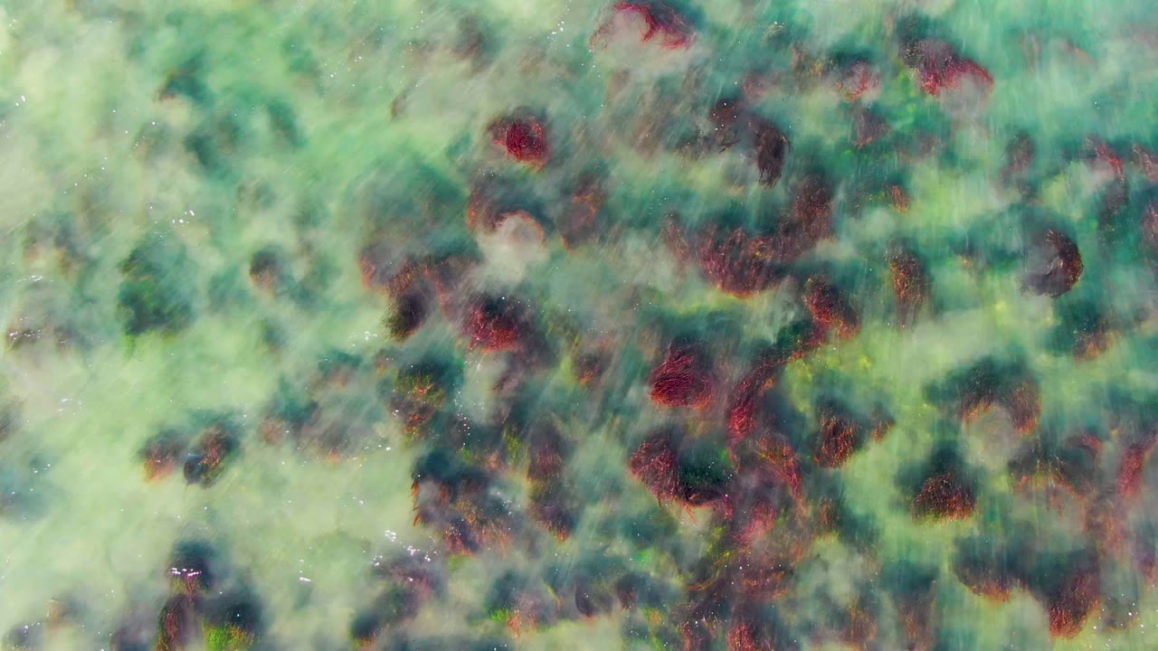 Overhead view of clear turquoise shallow water in La Bocana, Baja California Sur, with red-brown and green underwater vegetation softened by surface ripples and no visible people.