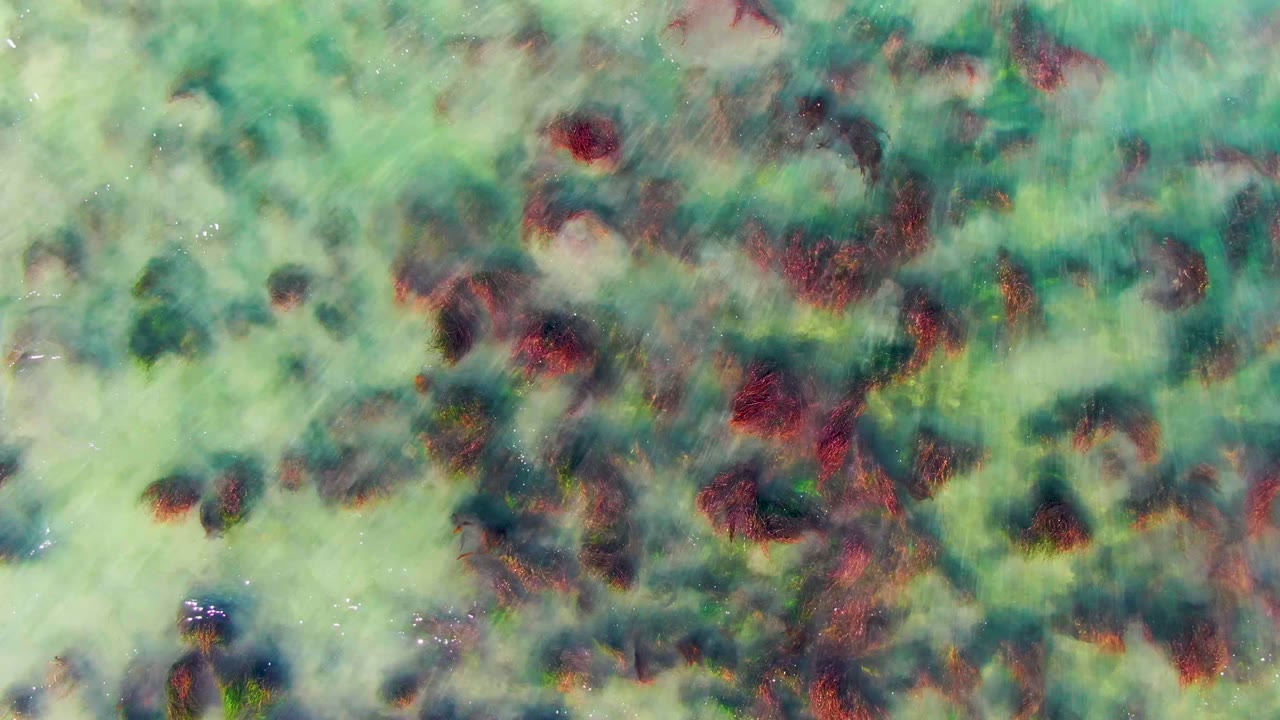 Rippled clear water over mottled green and red-brown seabed growth.