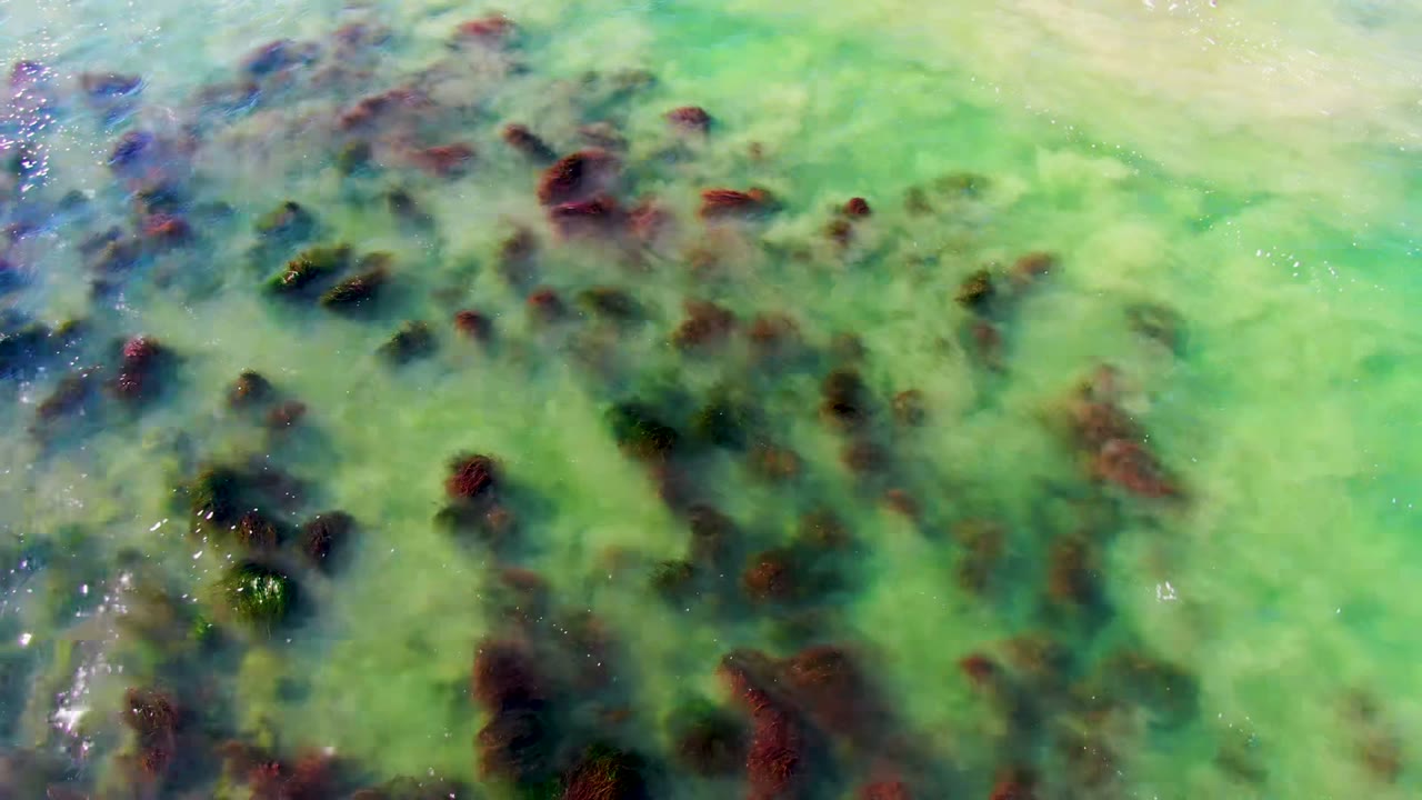 Overhead view of shallow green water in La Bocana with clustered dark red and brown seaweed patches, sun glints near the left edge, and no visible people.