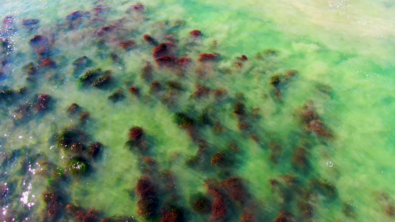 Clear green water with seaweed clusters and bright surface sparkle