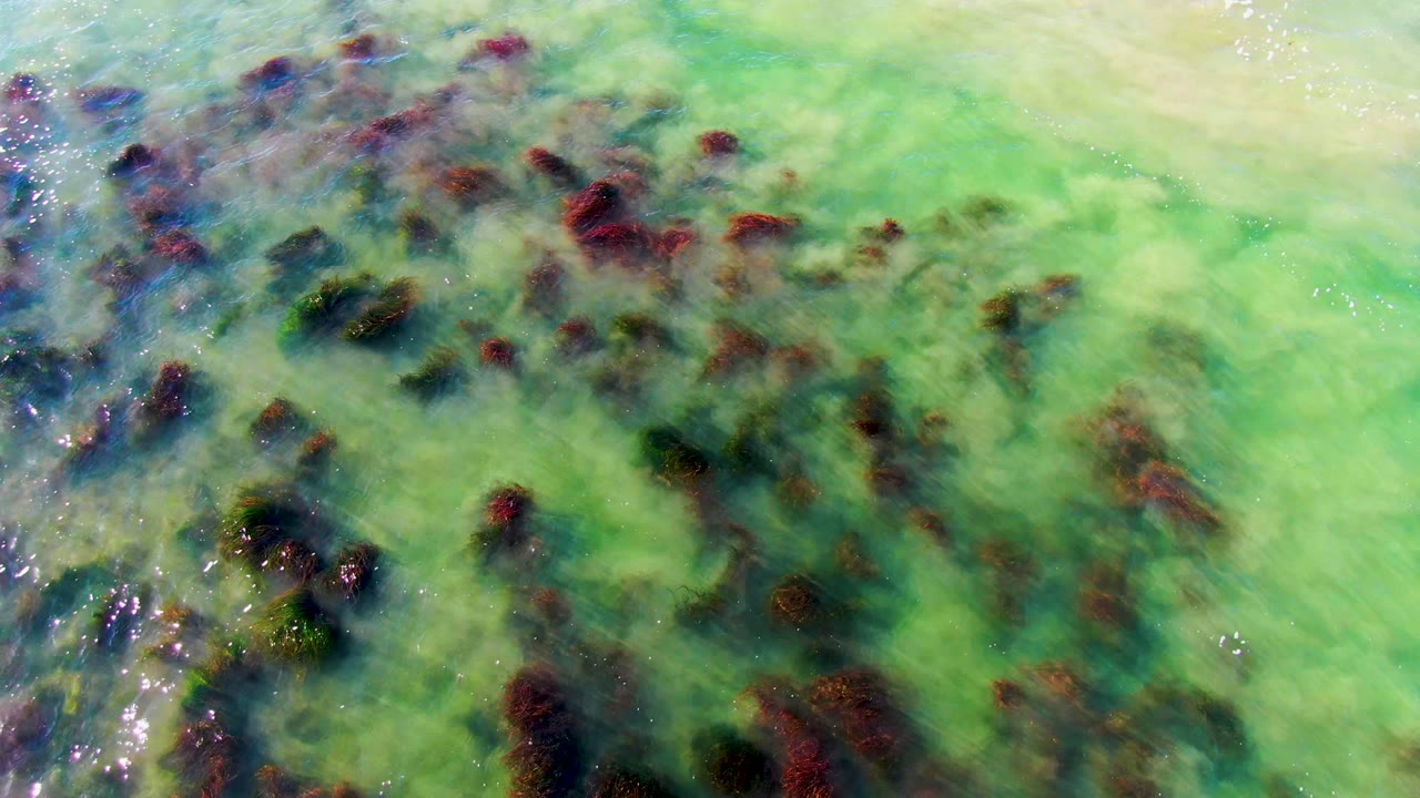 Overhead frame from La Bocana showing dark vegetation patches under translucent green water, with a pale sandy band along the top and no visible people.