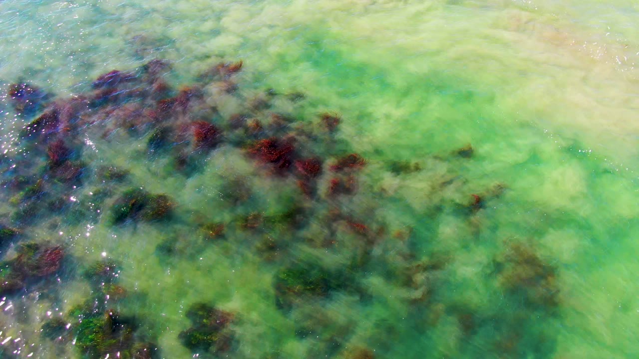 Clear green shallow water in La Bocana, Baja California Sur shows dark seaweed patches clustered across the left side, bright surface sparkles, and no visible people.