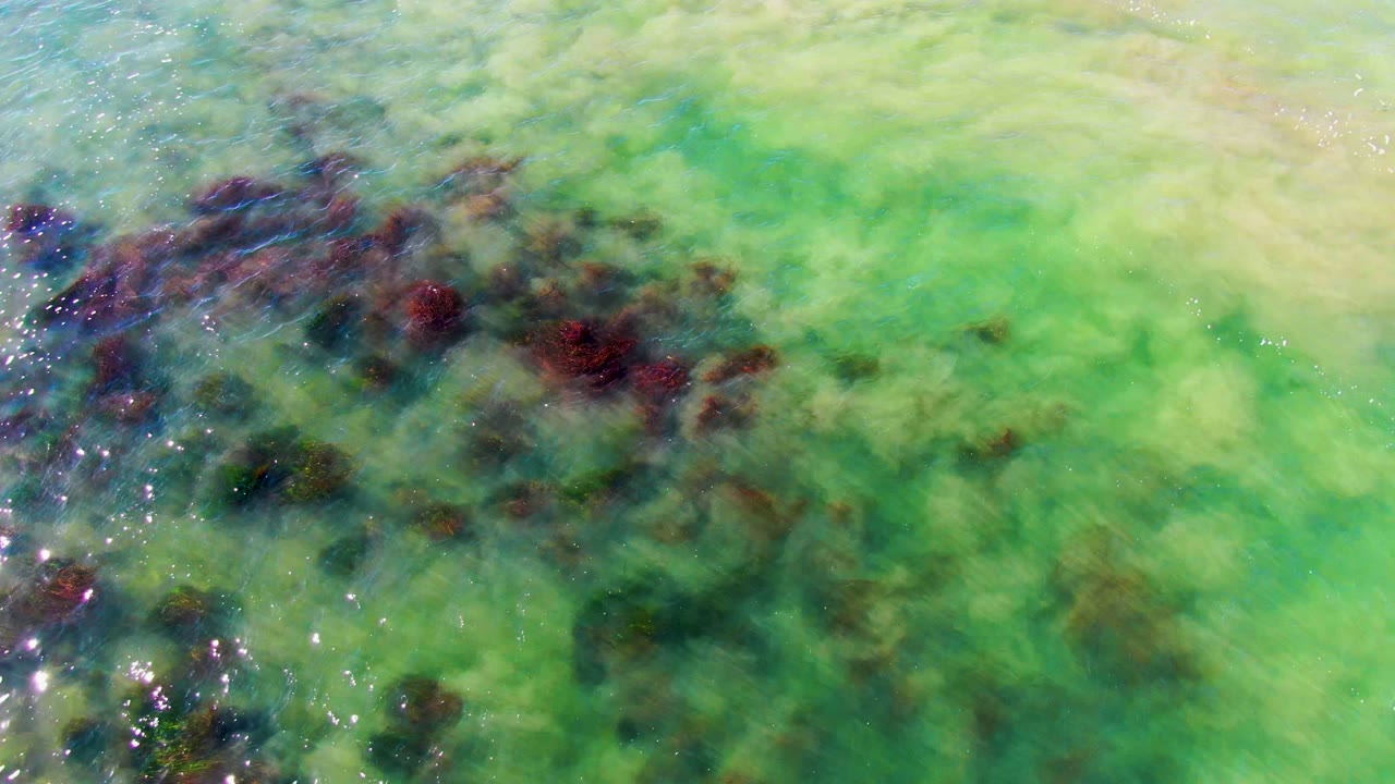 Overhead shallow water with seaweed patches drifting through green-blue color.