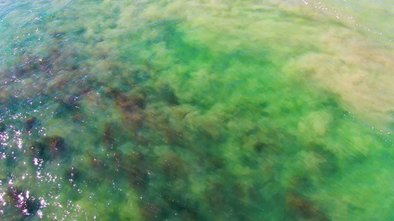 Turquoise water with submerged seaweed and sun reflections.