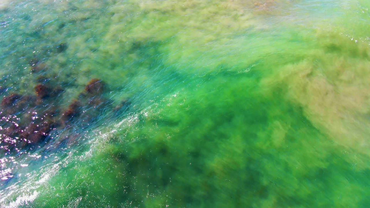 Green coastal water with algae, rocks, and a bright rippled edge