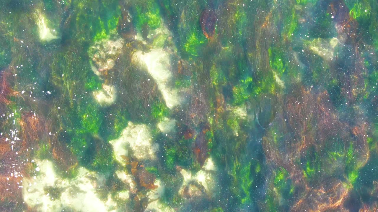 Clear shallow water in La Bocana, Baja California Sur shows green seaweed, pale rocks, brown strands, bright surface flecks, and no visible people at the start of the clip.