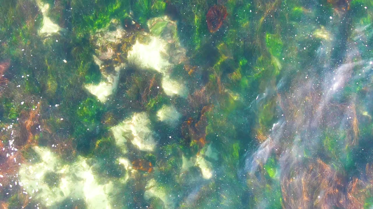 Rippling green-blue water with submerged seaweed and rocks