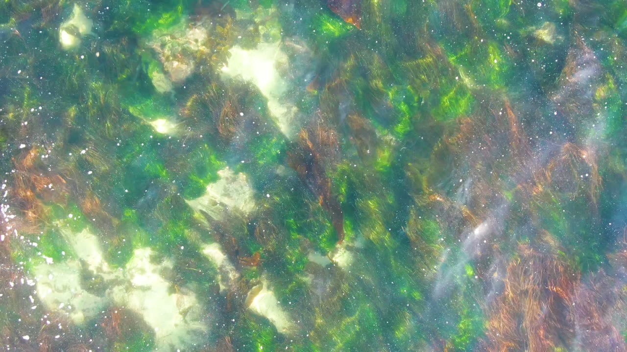 Bright surface reflections cross shallow La Bocana water with green seaweed, white rock shapes, brown strands, and no visible people.