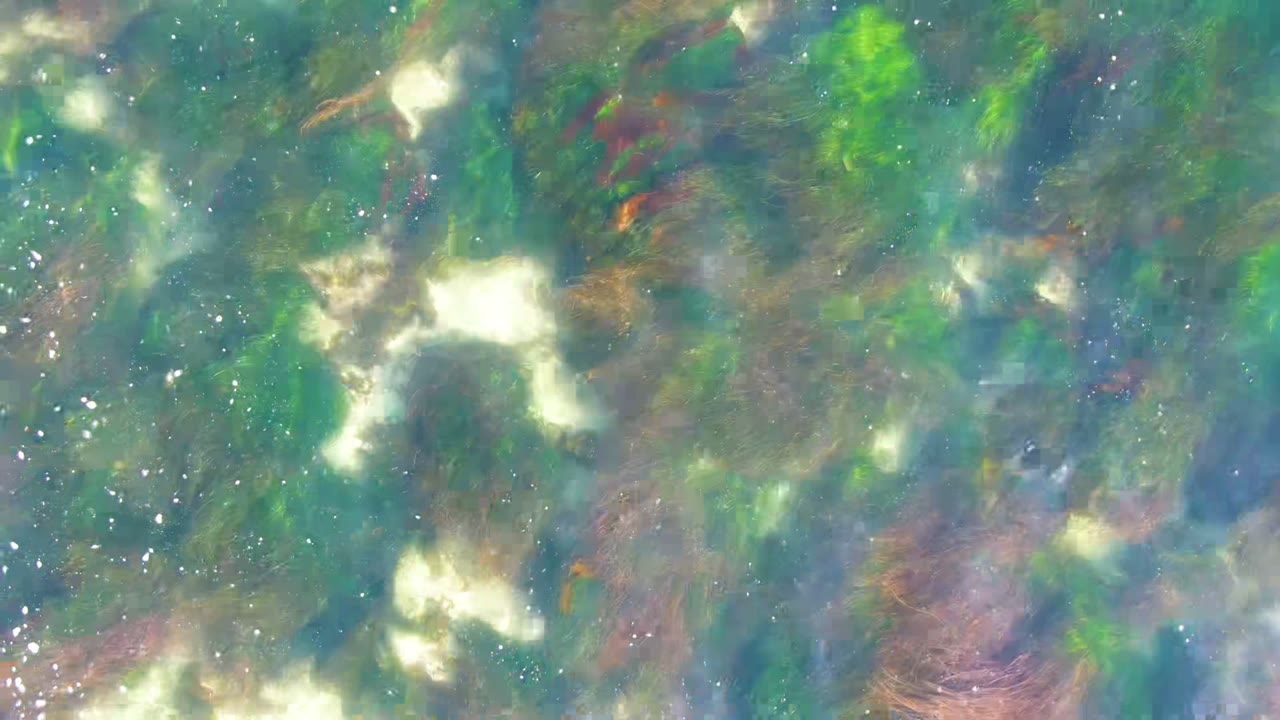 Clear shallow water in La Bocana shows green and brown seaweed under pale reflected light, with no visible people.