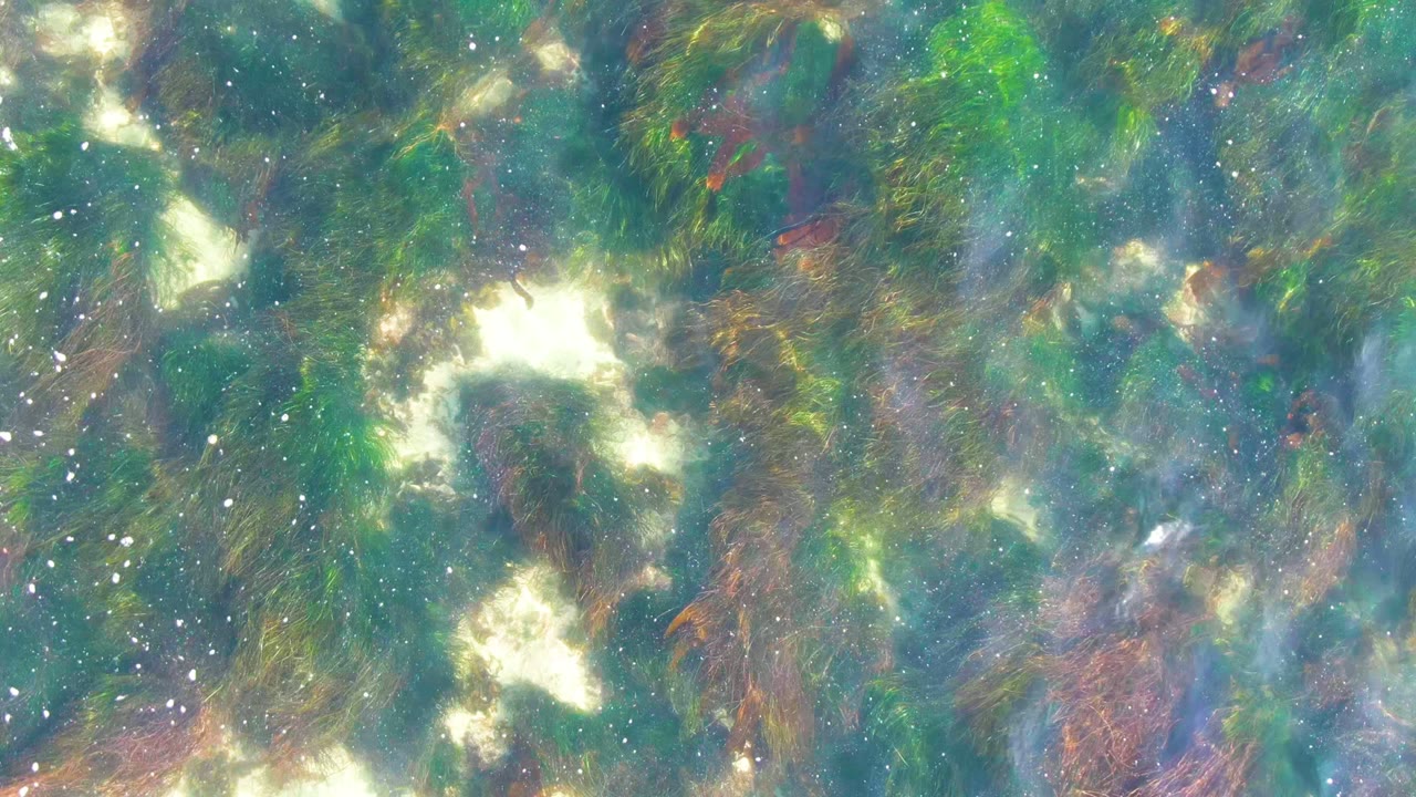 Submerged seaweed seen through blue-green water with scattered white highlights.