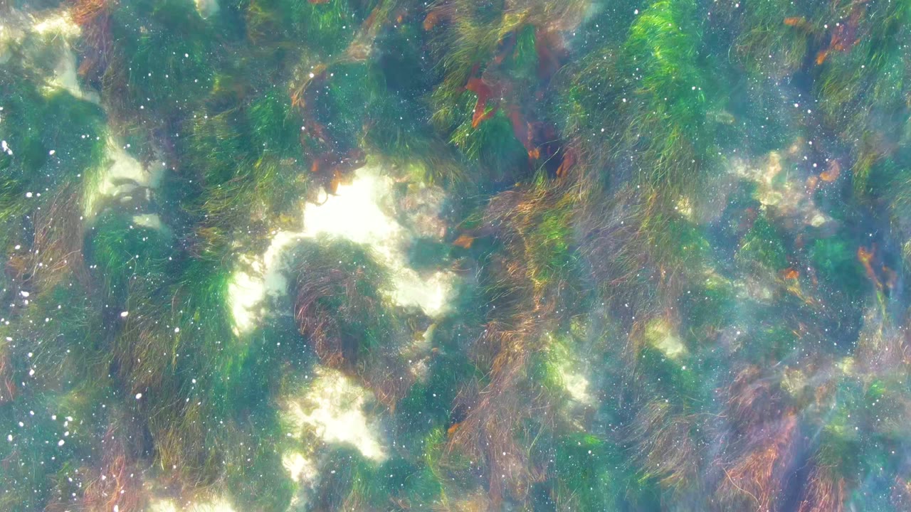 At 0:02, the underwater view in La Bocana centers on green vegetation and a pale irregular sunlit patch, with no visible people.