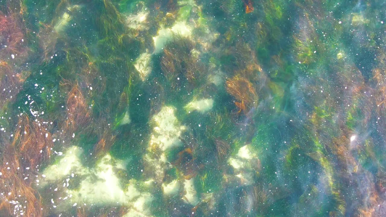 At 0:00 in La Bocana, Baja California Sur, clear turquoise water reveals brown and green kelp beneath bright surface reflections, with no visible people.