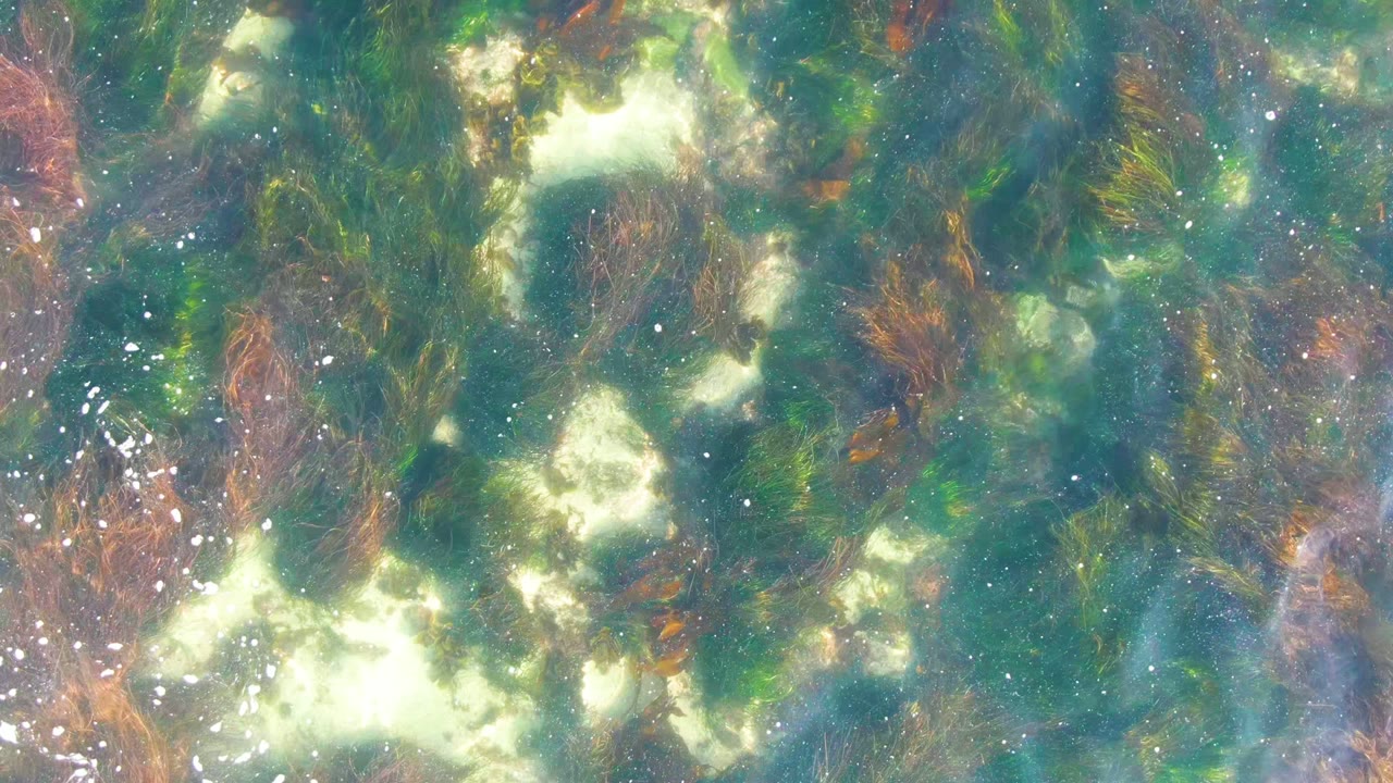 Sunlit shallow water with green seaweed and pale reflected highlights.
