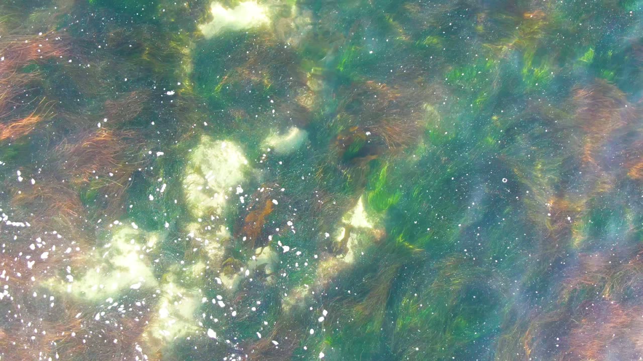 At 0:00 in La Bocana, Baja California Sur, clear shallow water shows green algae patches, reddish-brown strands, white bubble clusters, and no visible people.