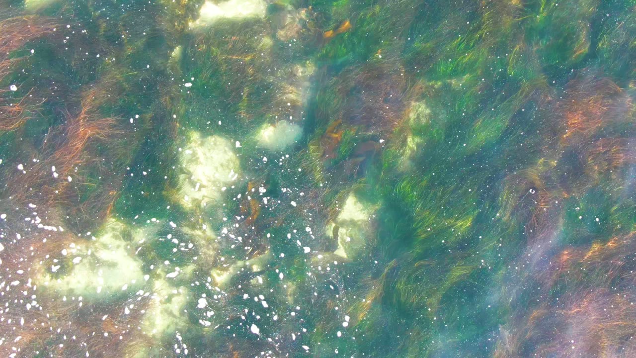 Pale bubble clusters drift over green and brown algae in clear water.