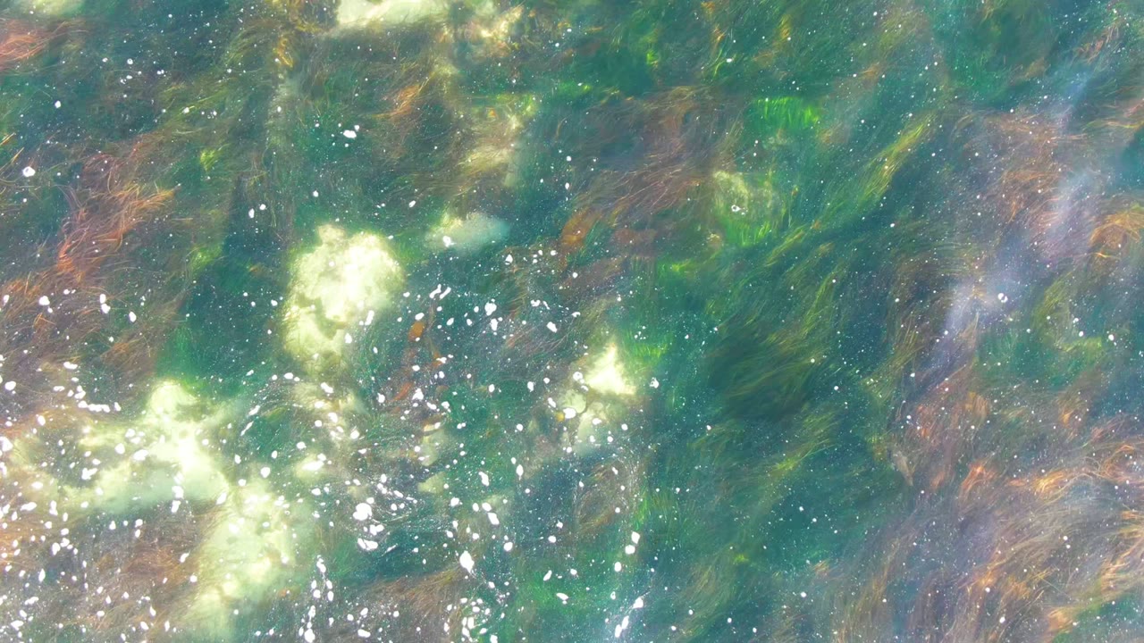 At 0:02 in La Bocana, Baja California Sur, scattered white bubbles cross a blue-green water surface with soft algae patches and no visible people.