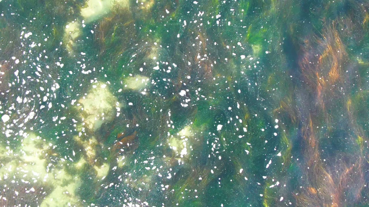 Clear shallow water at La Bocana, Baja California Sur with bright bubbles, submerged seaweed, green-blue color, and no visible people.