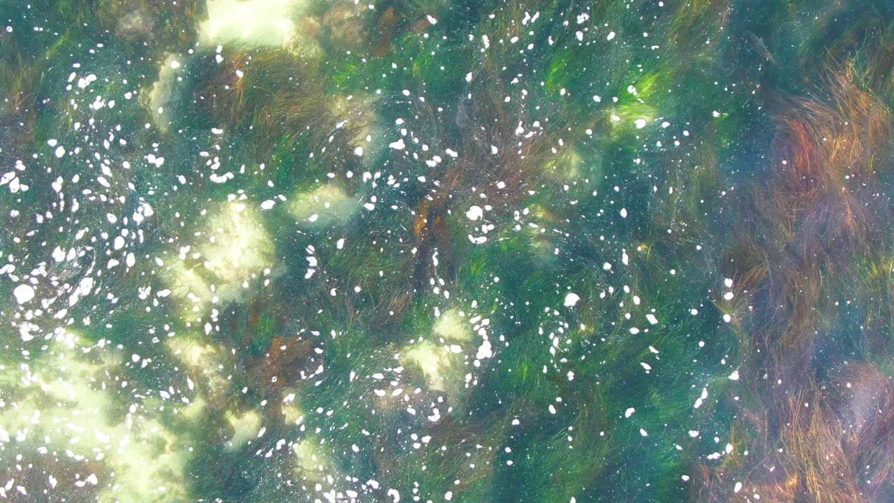 Overhead water surface with dense white bubbles and darker seaweed strands.
