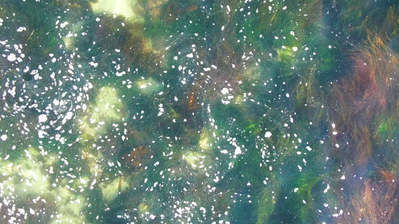 Clear shallow water in La Bocana shows bright reflected highlights, scattered bubbles, and green underwater plant shapes with no visible people.