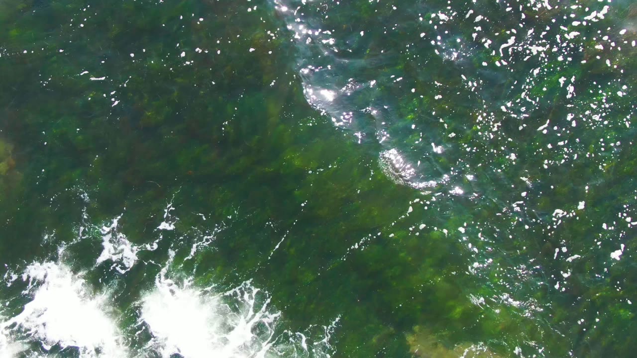Clear green ocean surface with small white foam lines and underwater algae