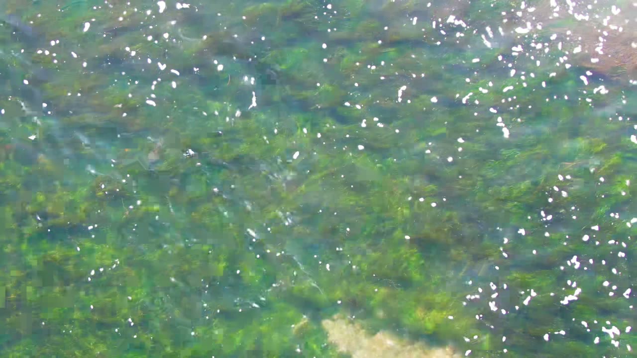 Overhead view of clear shallow water in La Bocana with green submerged plants, small white surface reflections, pale sandy patches near the lower edge, and no visible people.
